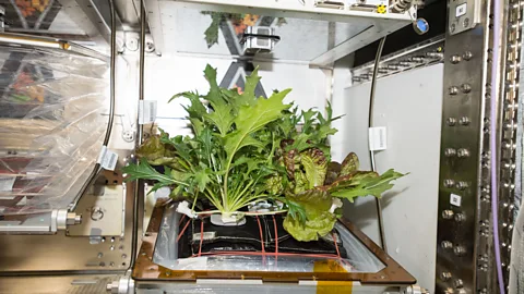 NASA/Amanda Griffin The ISS has its own little vegetable garden on board where astronauts study plant growth in microgravity (Credit: NASA/Amanda Griffin)