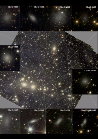 Zoomed-in images of the Perseus cluster as seen by Euclid show the dwarf galaxies