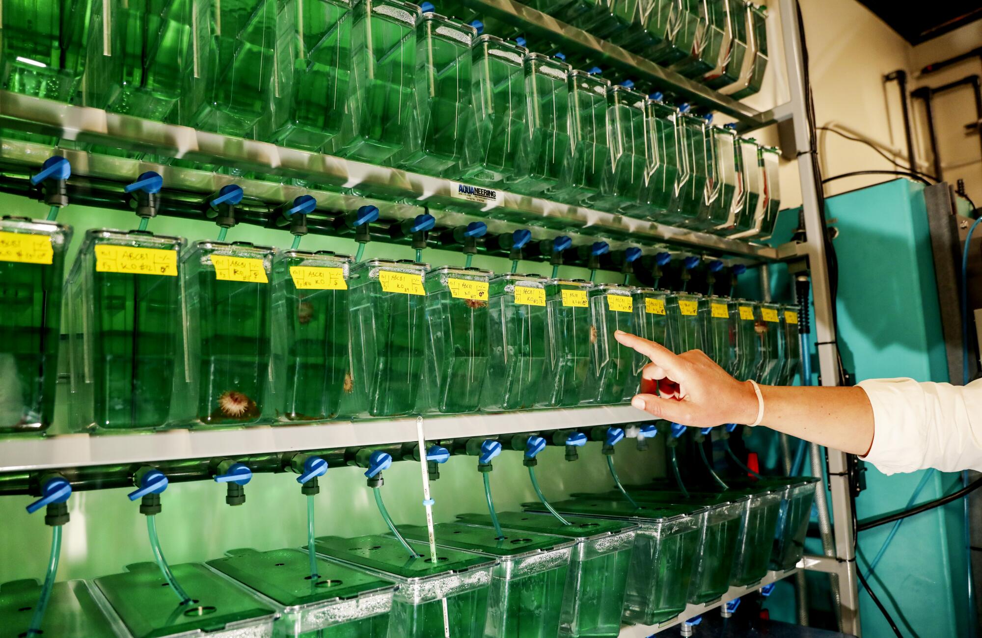 Hamdoun points to rows of greenish tanks with sea urchins