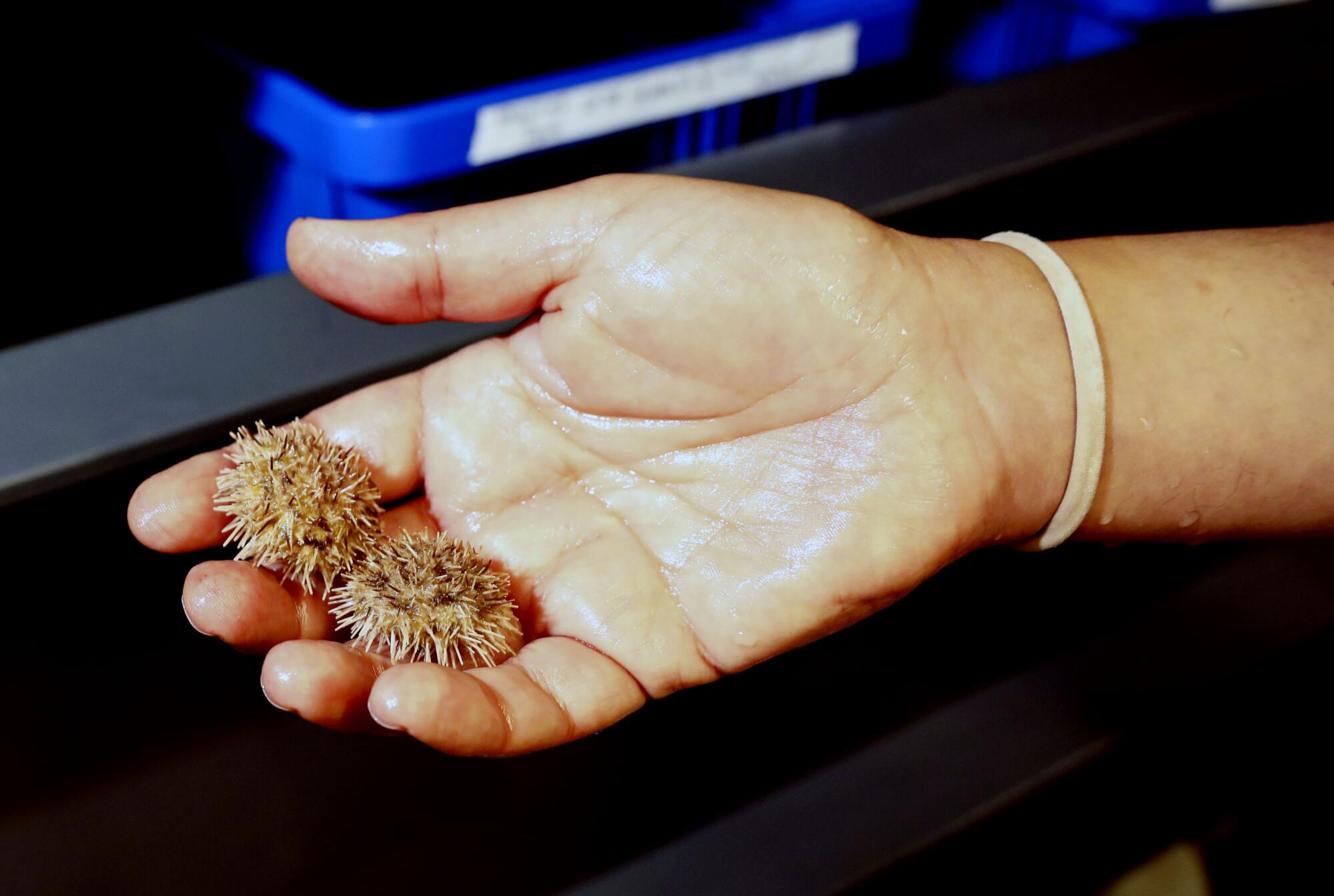 Hamdoun holds two painted hedgehogs in his outstretched hand