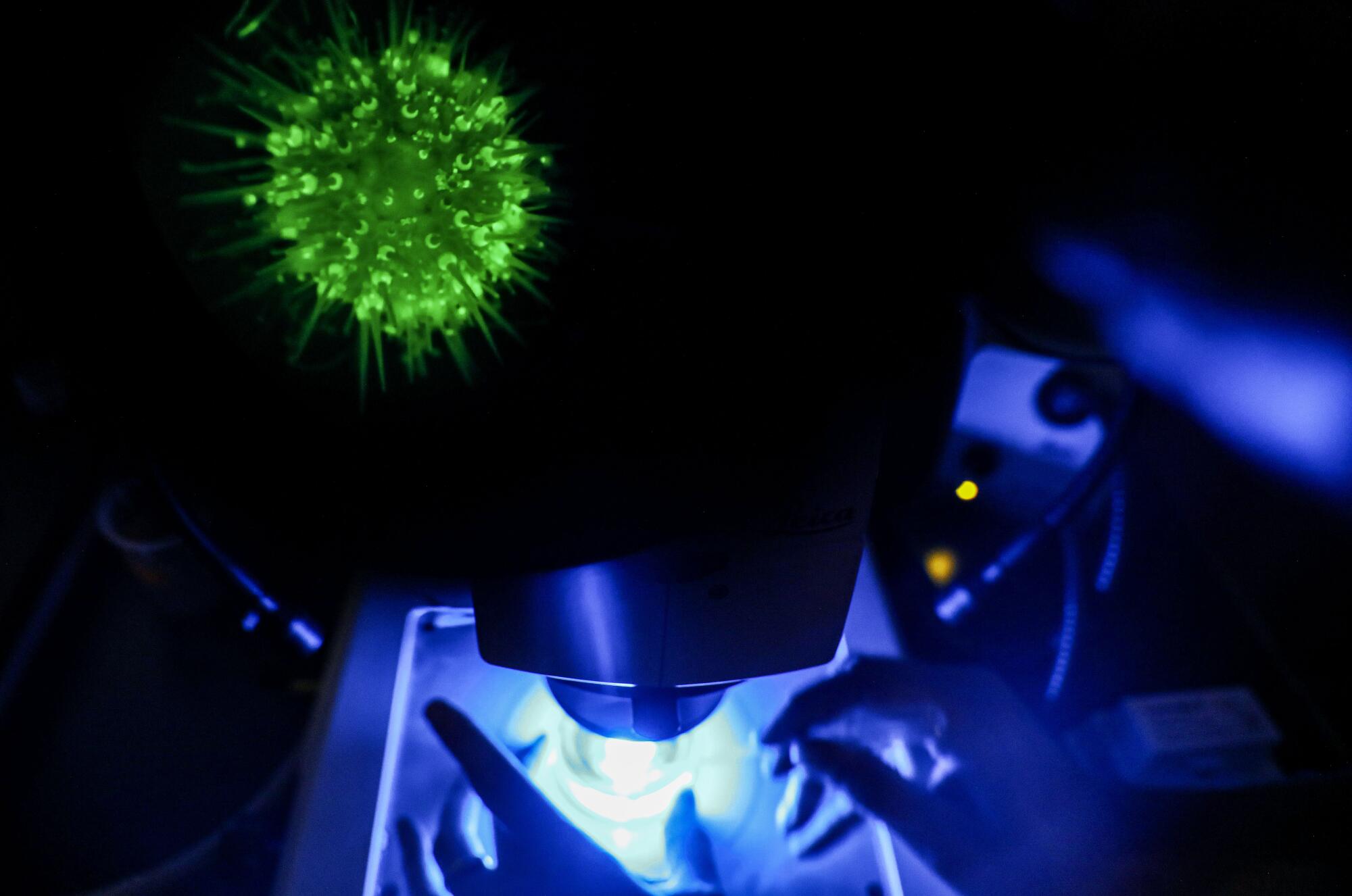 A transgenic fluorescent sea urchin glows green under a microscope