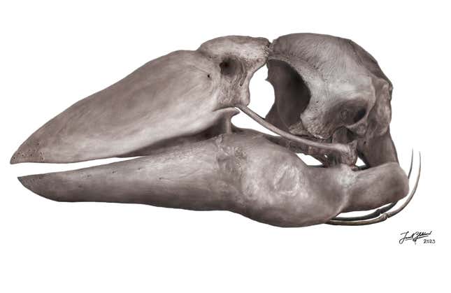 Genyornis skull reconstruction.