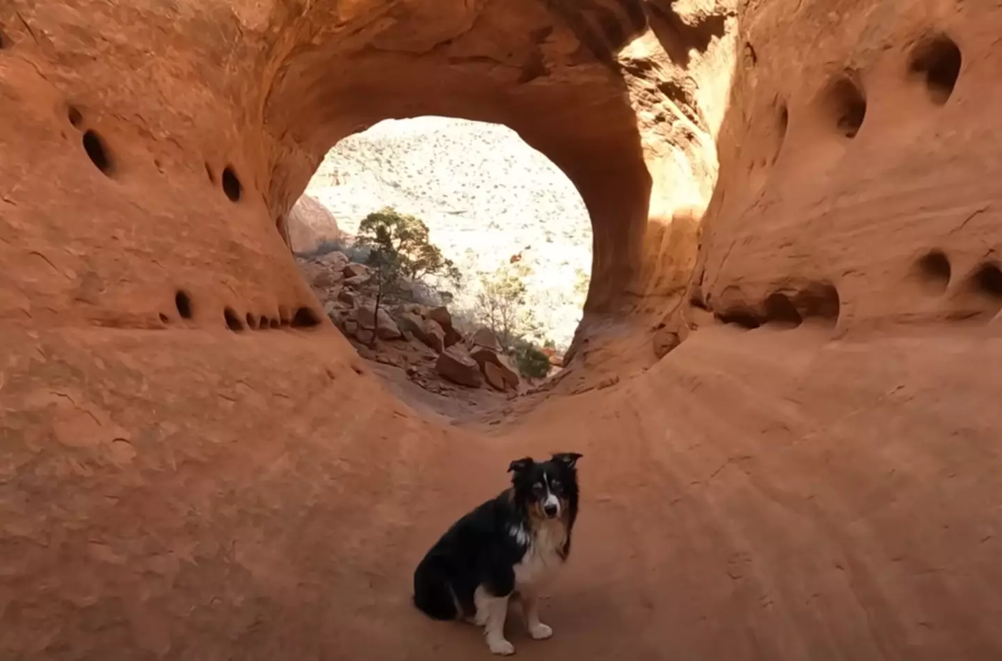 Beautiful sights and a dog - what's not to love?  (YouTube/ @thePOVchannel) 