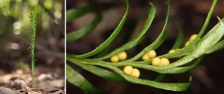 Tiny Fern has the largest genome