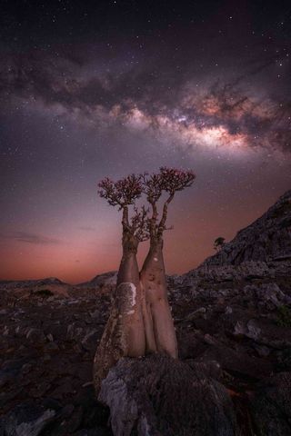 The Milky Way photographed above the bottle tree on the island of Socotra, Yemen.