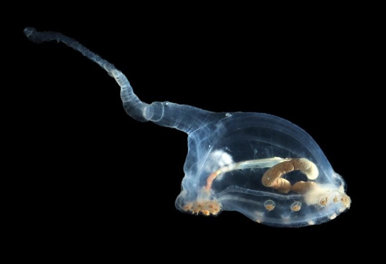 Unicumber Sea cucumber