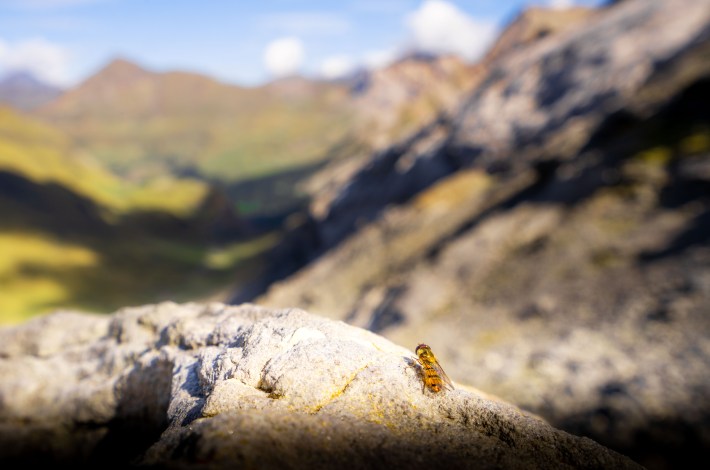 marmalade hoverfly perched on a rock overlooking the Pyrenees