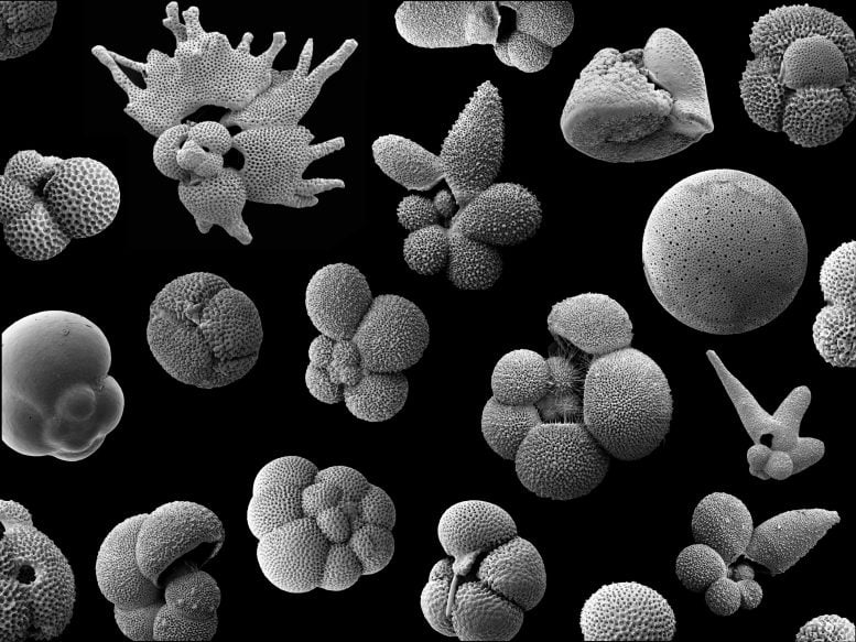 Planktonic foraminifera