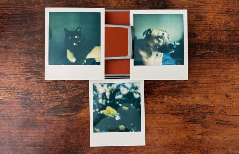 Three polaroid photos lie on a wooden surface.  One has a black cat, another has a brown dog looking sideways, and the third has yellow flowers among green leaves.  The photos are arranged in a T-shape with the orange Polaroid camera partially visible.