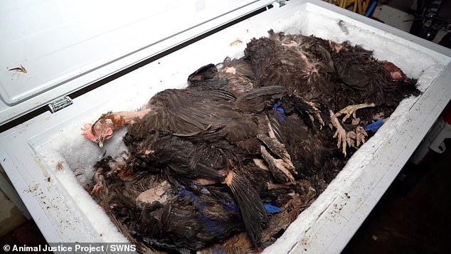 In some cases, the appalling conditions caused the hens to become distressed, causing them to lose their feathers and exhibit behaviors towards each other, including bullying, aggressive pecking and even cannibalism.  Pictured is a freezer full of dead chickens on a farm in Powys