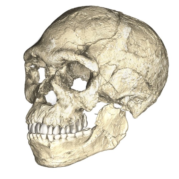 Composite skull from Jebel Irhoud