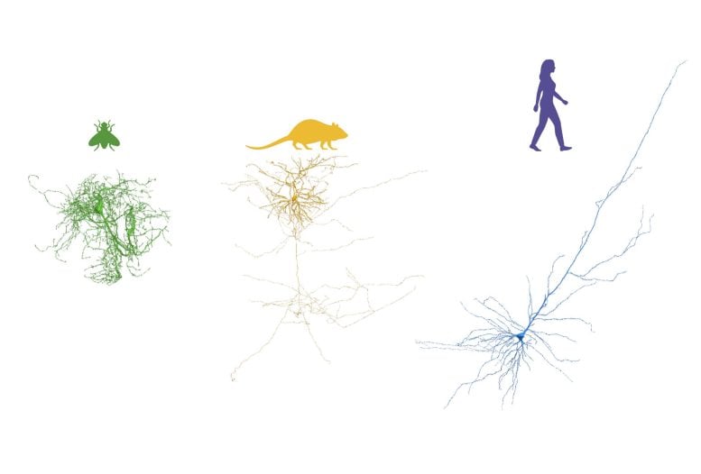 Neuronal reconstruction across organisms