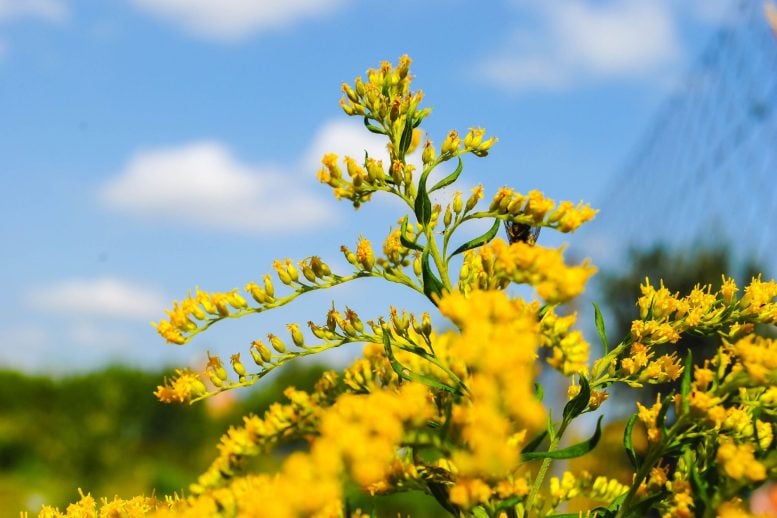 Goldenrod plant