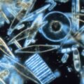 microscopic marine organisms