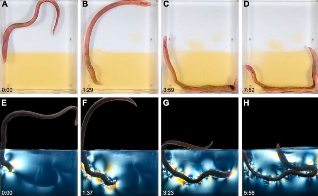 A burrowing sequence for a hawk burrowing through clear gelatin.