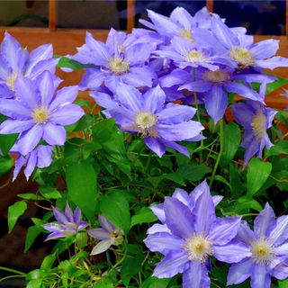 Clematis growing in an English garden