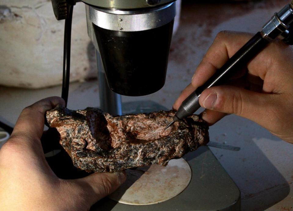 PHOTO: Fossil skull of Parvosuchus aurelioi for mechanical dissection.  (Janaina Brand Dillmann)