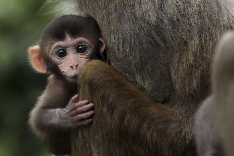 A baby monkey clings to its mother