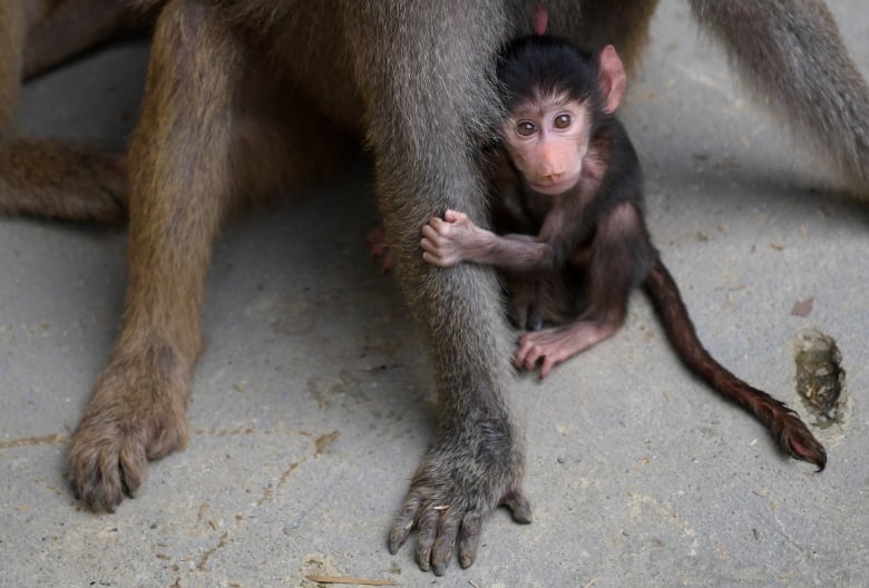 A baby baboon clings to its mother