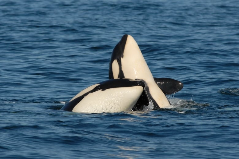 Two killer whales frolic in the water.