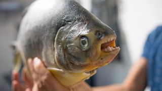 Close-up of the pacu showing its human teeth