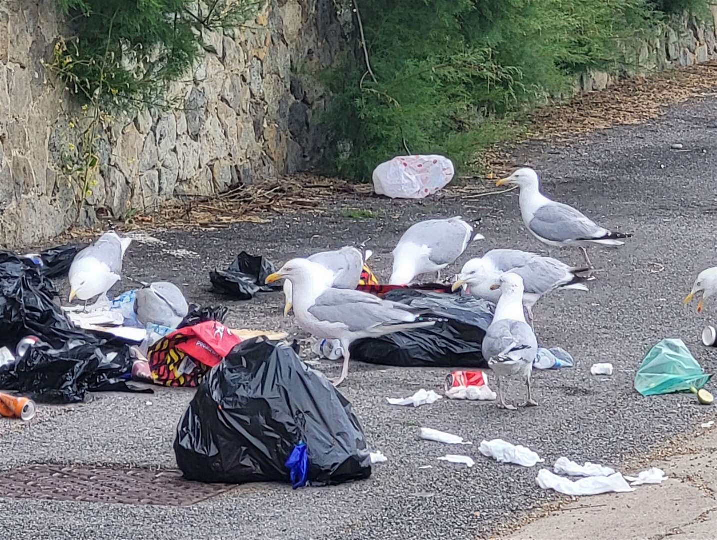 Seagulls were seen foraging in rubbish this morning.  Image: Liam Godfrey