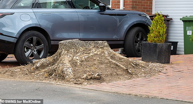 A small portion of the trunk is still rooted in Palmer's driveway after it was cut down