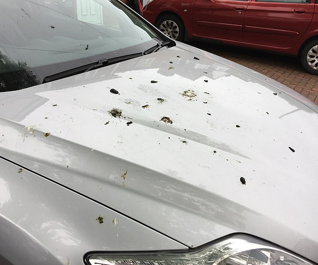 Mr Palmer complained that bird droppings (pictured on his car) falling from the tree were a health risk