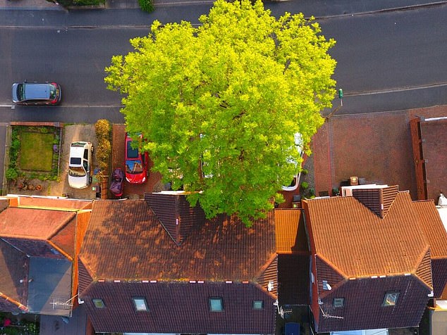 This aerial photo shows how close the ash tree was to the Palmer home