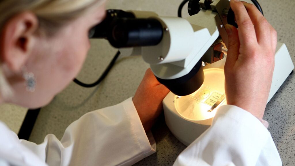 EMBARGOED TO 1600 MONDAY JANUARY 23 File photo dated 19/05/08 of a woman looking through a microscope. A potent plant toxin with a unique way of killing harmful bacteria has emerged as one of the strongest antibiotic candidates in decades. Scientists say albicidin can kill off superbugs such as E.coli and salmonella, which are becoming increasingly resistant to modern medicine. Issue date: Monday January 23, 2023.