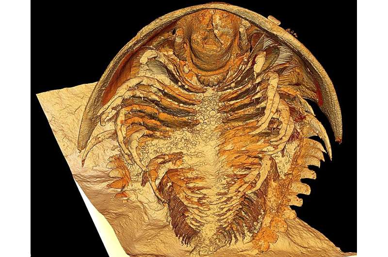 Prehistoric Pompeii discovered: Most intact trilobite fossils ever found shake up scientific understanding of long-extinct group