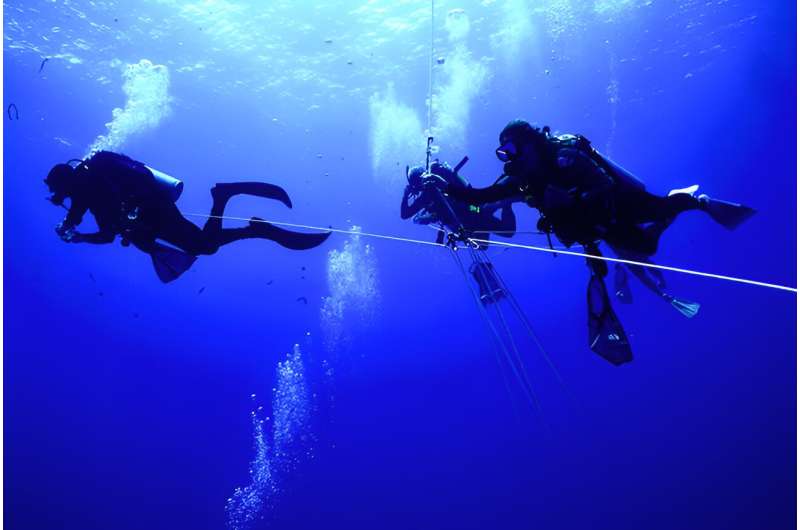 Under Pressure: How Comb Jellies Adapted to Life on the Ocean Floor