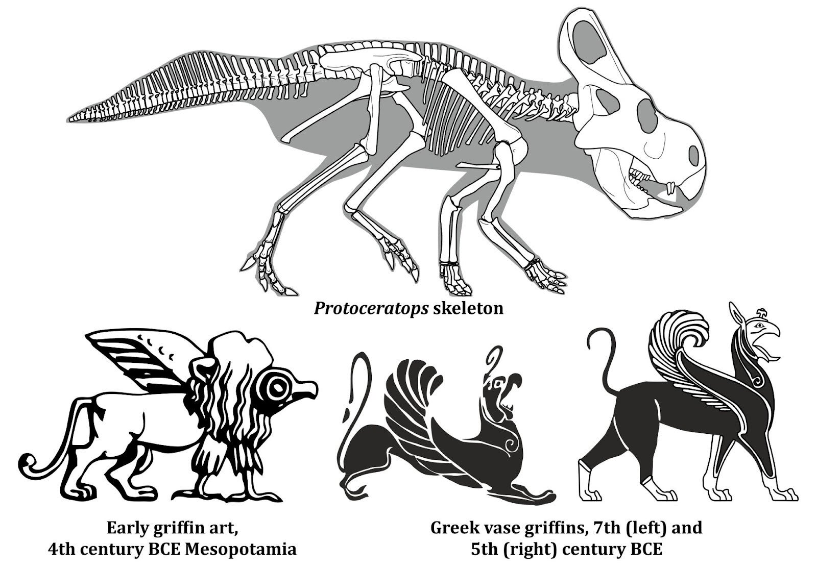 A dinosaur fossil compared to a depiction of a griffin