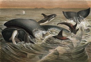 Engraving of whales and orcas in the ocean