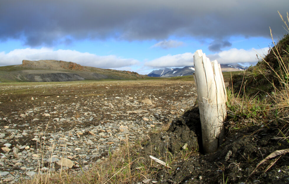 Wrangel Island north of Siberia has a vast tundra.