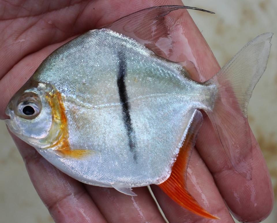 Myloplus sauron is found only in the Xingu River, a tributary of the Amazon River.  (Mark H. Sabaj/Natural History Museum)