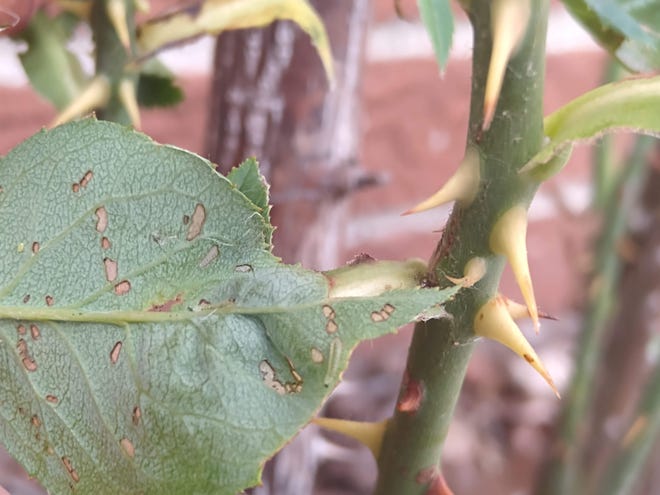 A small sawfly larva can be seen on the vein of the leaf.