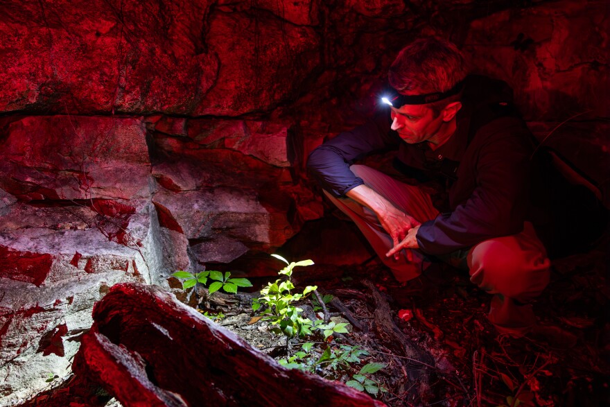 A man with a headlamp squatting in the dirt.  Behind him is a large rock formation and in front of him is some greenery.  He is looking for small frogs.