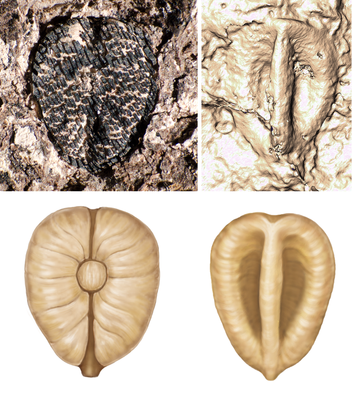 A fossilized type of grape from South America