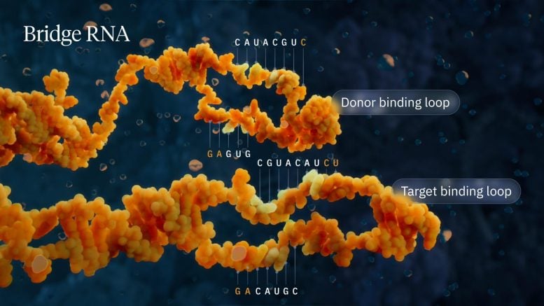 Bridging RNA donor and target binding loops