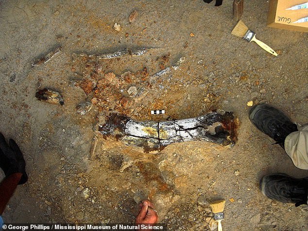 Above, the upper arm of an ancient hadrosaur unearthed in northeastern Mississippi