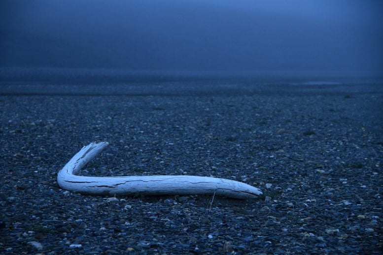 Tusk from Wrangel Island