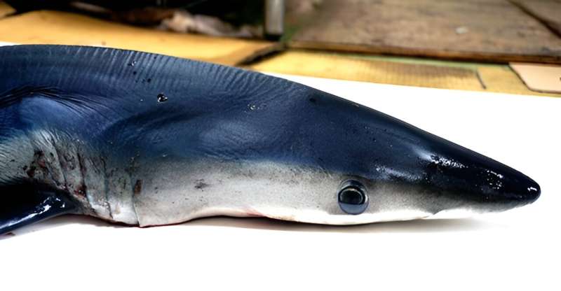 The New Blue: The Mysterious Origin of the Ribbon Ray's Electric Blue Spots Revealed