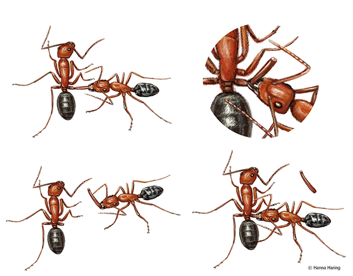 The four steps of ant leg amputation, licking, biting, removing and licking