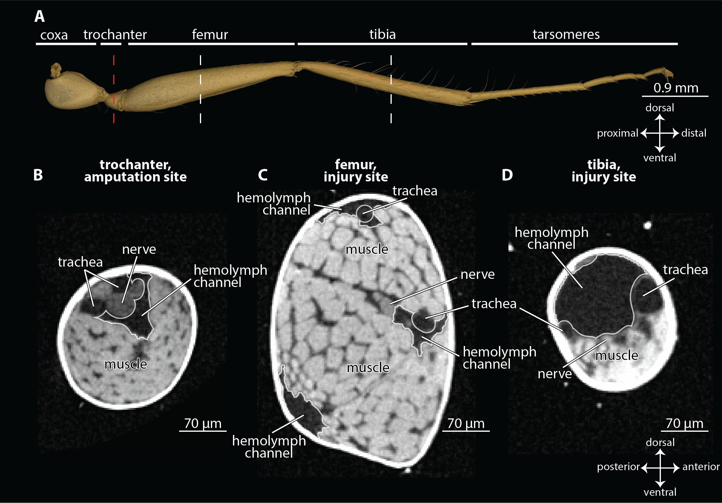 Anatomy of an ant leg.