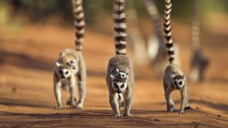 A group of ring-tailed lemurs walks towards the camera with their young on their backs and their tails raised.