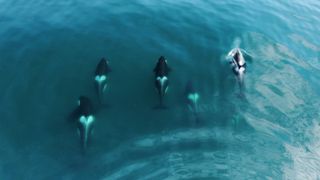 An aerial photo shows a pod of five killer whales swimming side by side from above.