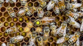 Close-up of worker and queen bees sitting on honeycomb.