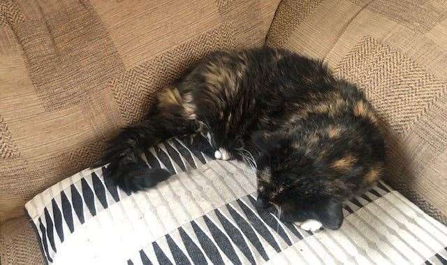 The pub cat hasn't moved a muscle the entire time we've been there, and ordinary Mark thinks he'll never move from this corner of the sofa.