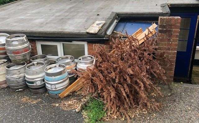 Don't trip over it on the way to the pub garden at the back, the ex-Christmas tree survived for half a year